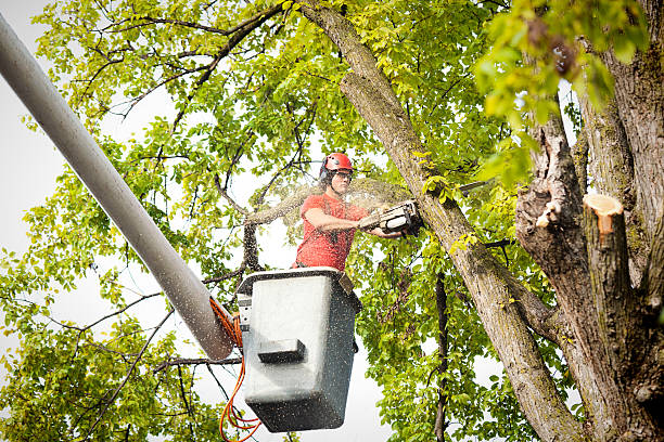 Best Arborist Services Near Me  in Catoosa, OK